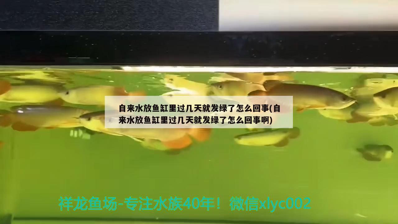 莆田水族馆刚回家拍一下鱼 白写锦鲤鱼 第3张