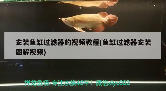 安装鱼缸过滤器的视频教程(鱼缸过滤器安装图解视频)