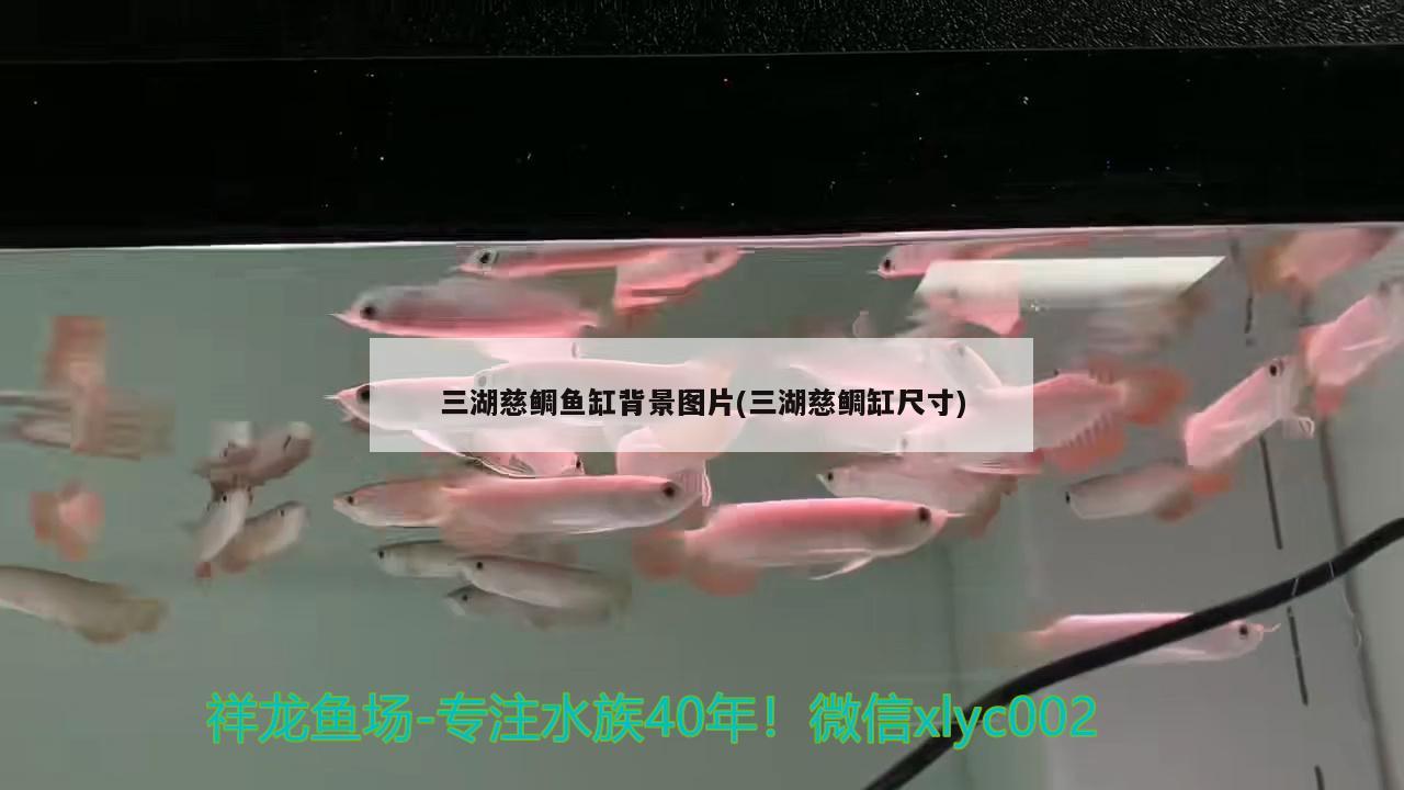 三湖慈鲷鱼缸背景图片(三湖慈鲷缸尺寸)