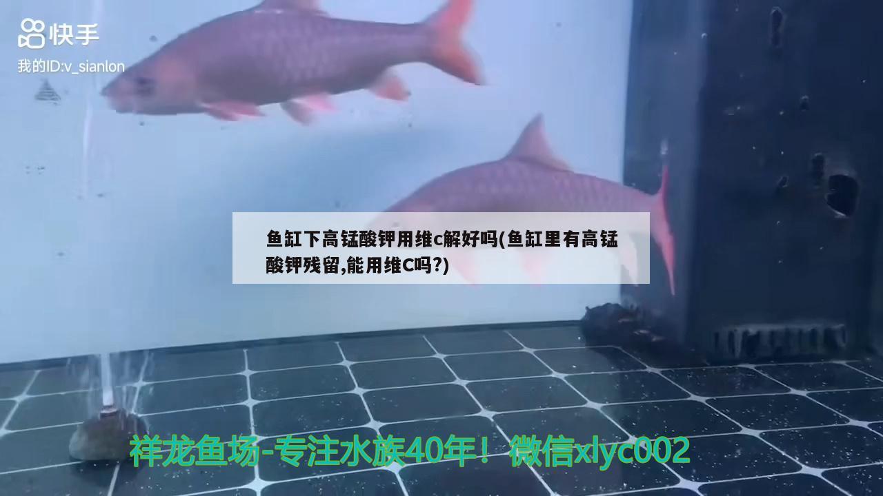 漳州观赏鱼市场请教大神黑壳大量离奇死亡原因