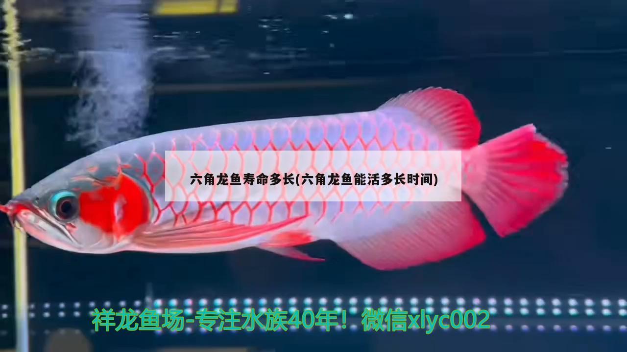 广东海昌沅国通食材有限公司 观赏鱼企业目录 第2张