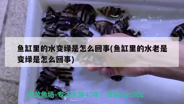 贺州水族馆剑沙金头加了双印 祥龙传奇品牌鱼缸 第2张