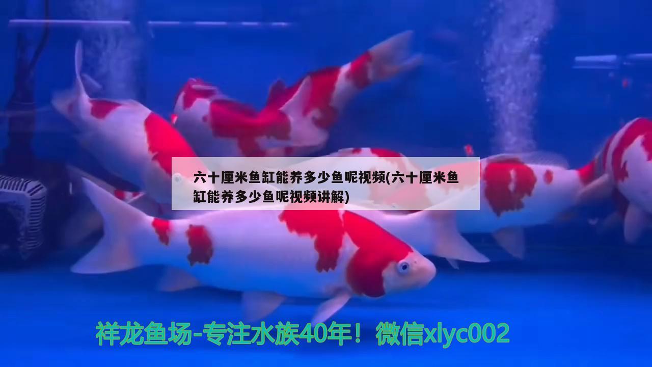 六十厘米鱼缸能养多少鱼呢视频(六十厘米鱼缸能养多少鱼呢视频讲解)