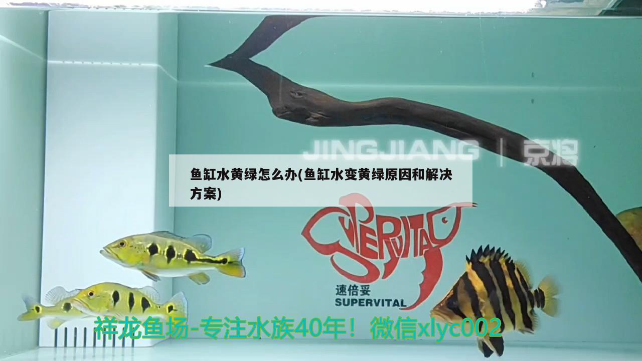 世界上最贵的红龙鱼图片及价格(红龙鱼值多少钱) 祥龙赫舞红龙鱼 第2张