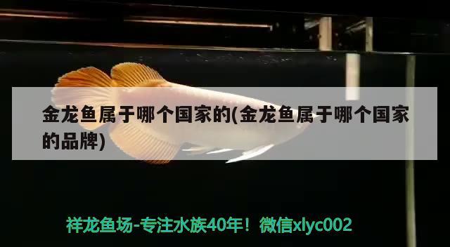 金龙鱼属于哪个国家的(金龙鱼属于哪个国家的品牌) 广州祥龙国际水族贸易