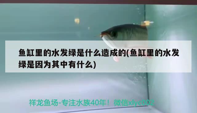 北京哪里卖红龙鱼的多（北京龙鱼市场）