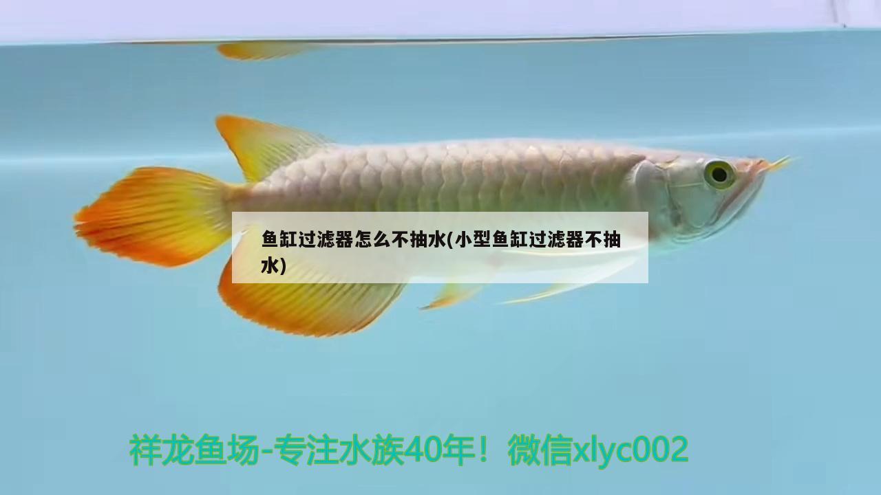 鱼缸下过滤的安装方法（ 鱼缸下过滤的安装方法图片） 白子黑帝王魟鱼
