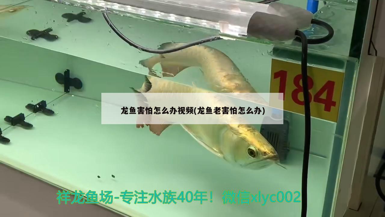锦州水族馆（锦州水族馆哪里有） 鱼缸水泵 第3张