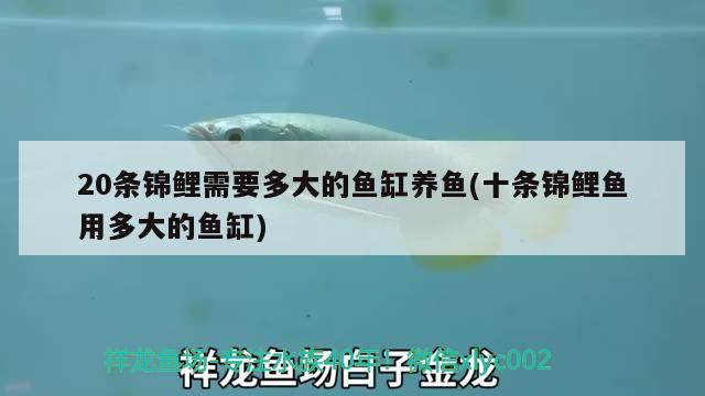 20条锦鲤需要多大的鱼缸养鱼(十条锦鲤鱼用多大的鱼缸)