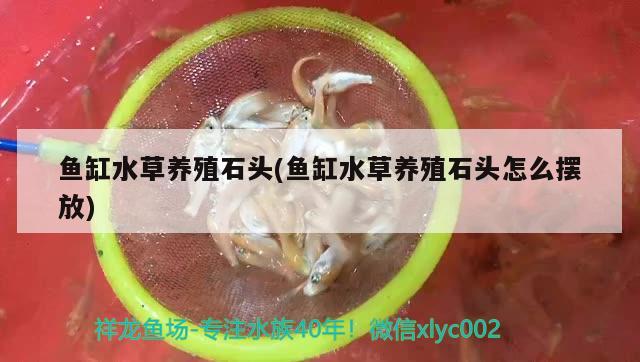 上海鱼缸制作工厂地址（上海鱼缸制作工厂地址电话） 短身红龙鱼 第2张