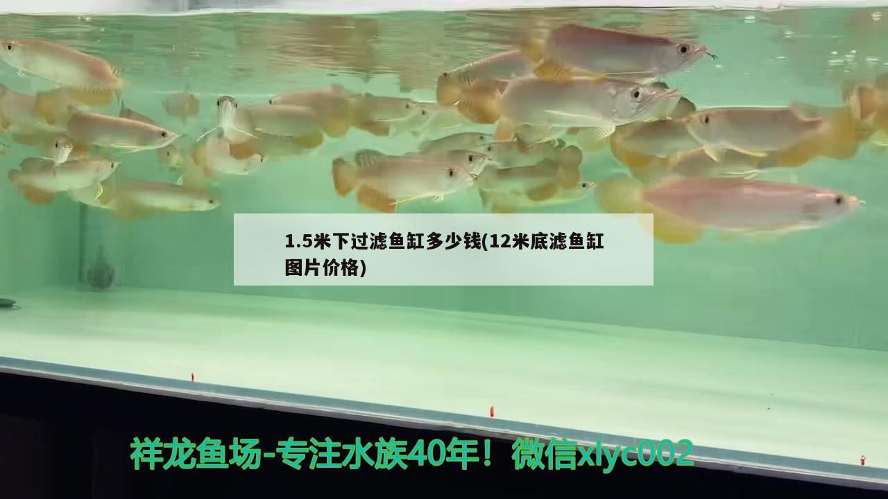 1.5米下过滤鱼缸多少钱(12米底滤鱼缸图片价格)