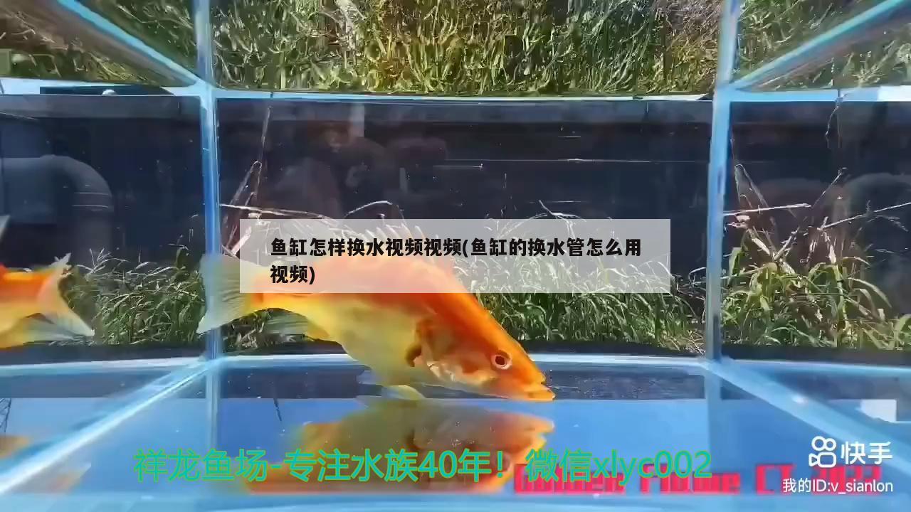 鱼缸怎样换水视频视频(鱼缸的换水管怎么用视频)
