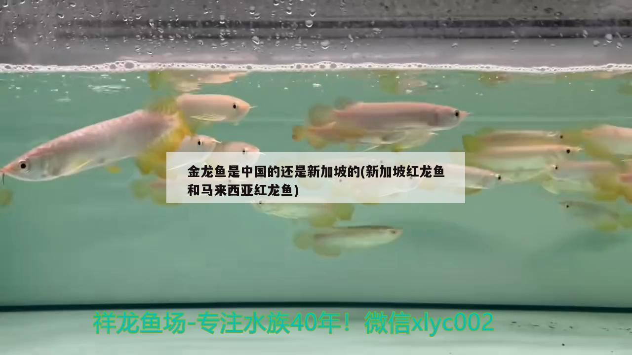 金龙鱼是中国的还是新加坡的(新加坡红龙鱼和马来西亚红龙鱼) 一眉道人鱼苗
