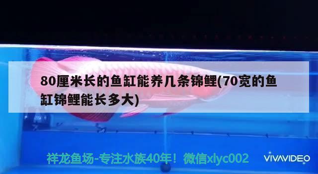 80厘米长的鱼缸能养几条锦鲤(70宽的鱼缸锦鲤能长多大) 广州水族器材滤材批发市场