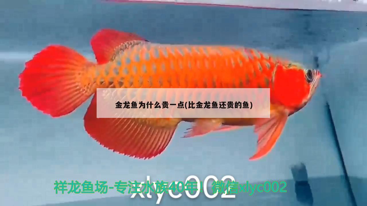 金龙鱼为什么贵一点(比金龙鱼还贵的鱼) 黄金达摩鱼