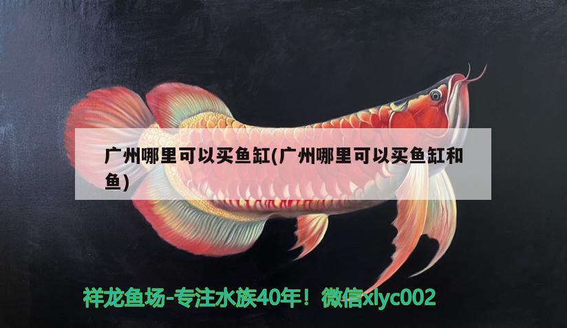 广州哪里可以买鱼缸(广州哪里可以买鱼缸和鱼)