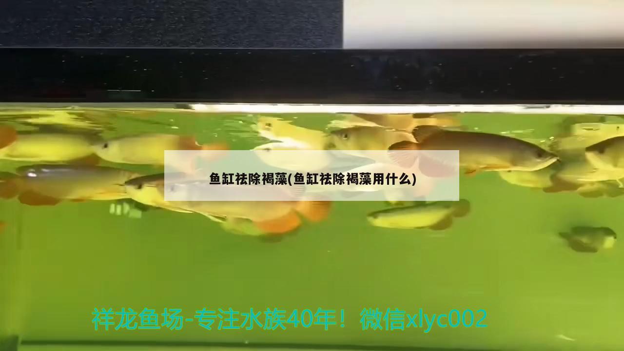 鱼缸祛除褐藻(鱼缸祛除褐藻用什么)