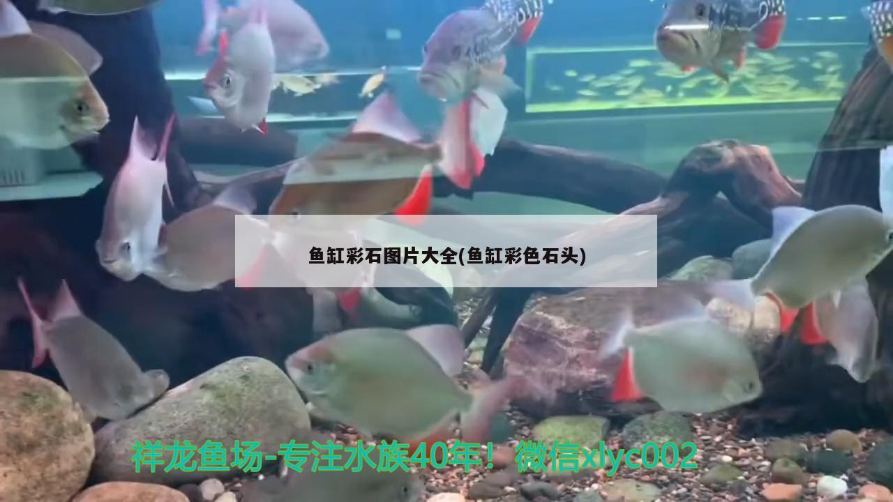 鱼缸彩石图片大全(鱼缸彩色石头) 巴卡雷龙鱼