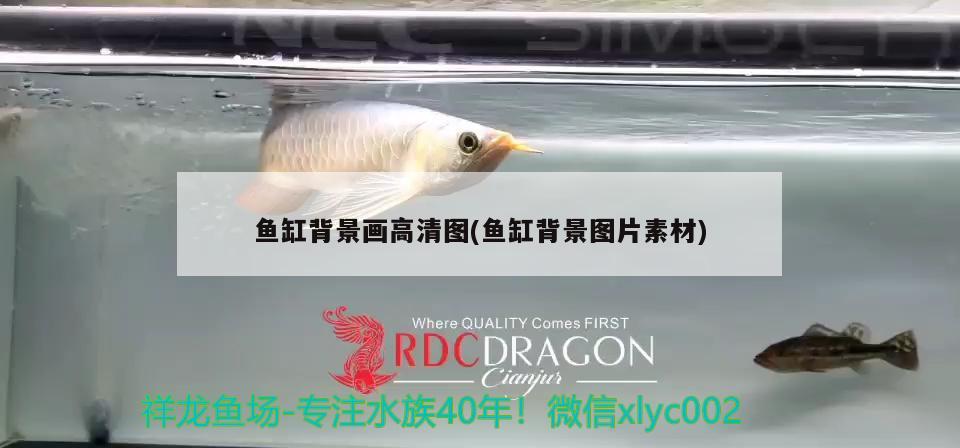 鱼缸背景画高清图(鱼缸背景图片素材) 新加坡号半红龙鱼（练手级红龙鱼）