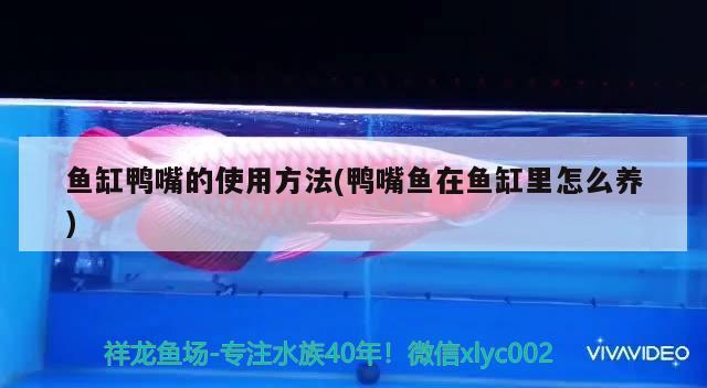 鱼缸鸭嘴的使用方法(鸭嘴鱼在鱼缸里怎么养) 广州水族器材滤材批发市场