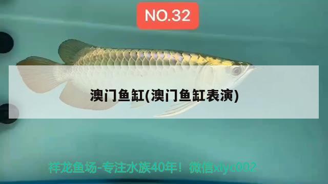 澳门鱼缸(澳门鱼缸表演) 广州祥龙国际水族贸易