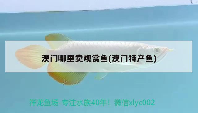 澳门哪里卖观赏鱼(澳门特产鱼) 广州祥龙国际水族贸易