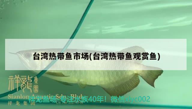 台湾热带鱼市场(台湾热带鱼观赏鱼)