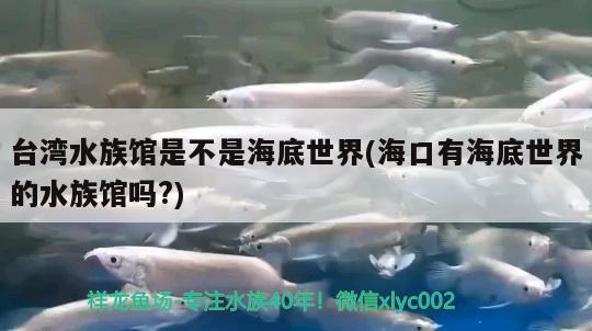 台湾水族馆是不是海底世界(海口有海底世界的水族馆吗?)