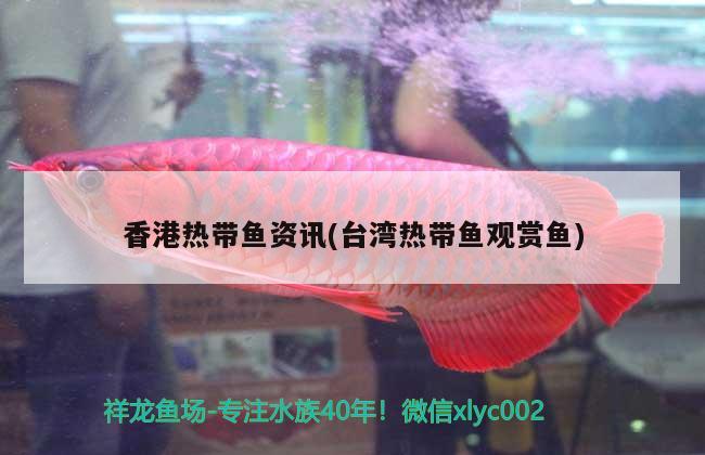 香港热带鱼资讯(台湾热带鱼观赏鱼)