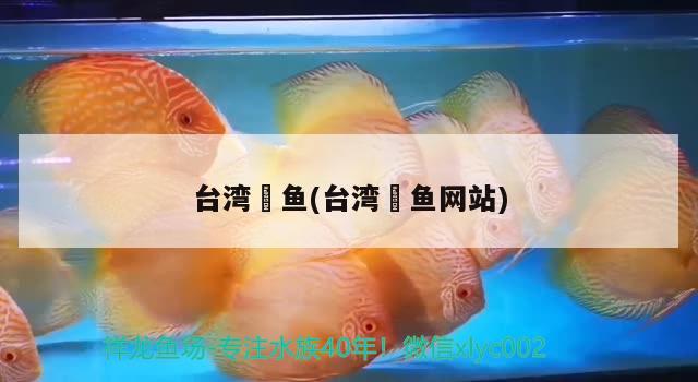 台湾魟鱼(台湾魟鱼网站)