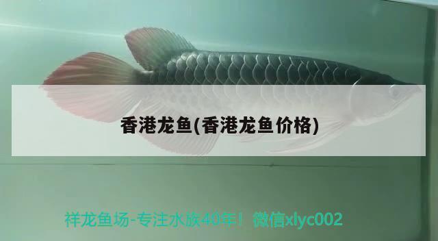 香港龙鱼(香港龙鱼价格) 广州祥龙国际水族贸易