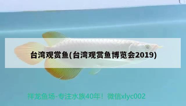 台湾观赏鱼(台湾观赏鱼博览会2019)