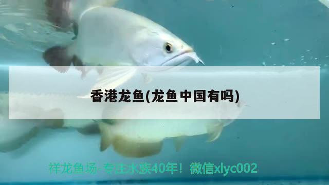 香港龙鱼(龙鱼中国有吗) 广州祥龙国际水族贸易