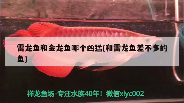 北京鱼缸清理龙岩水族诚信（辛集大海装饰公司） 黑金魟鱼 第1张