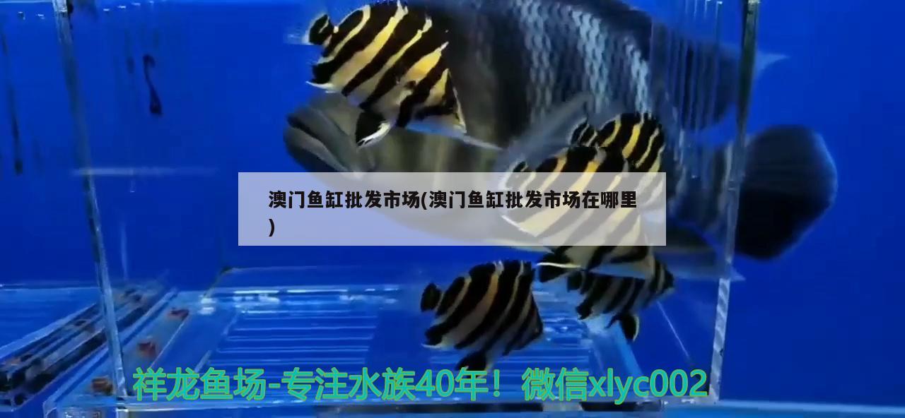 澳门鱼缸批发市场(澳门鱼缸批发市场在哪里) 广州祥龙国际水族贸易