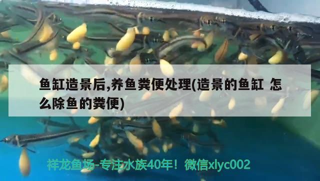 关于沧州水族批发市场地址电话是多少啊的信息 养鱼知识 第3张