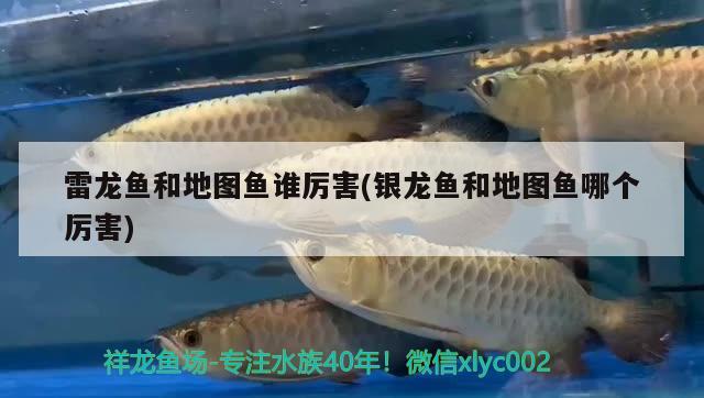 关于沧州水族批发市场地址电话是多少啊的信息 养鱼知识 第1张