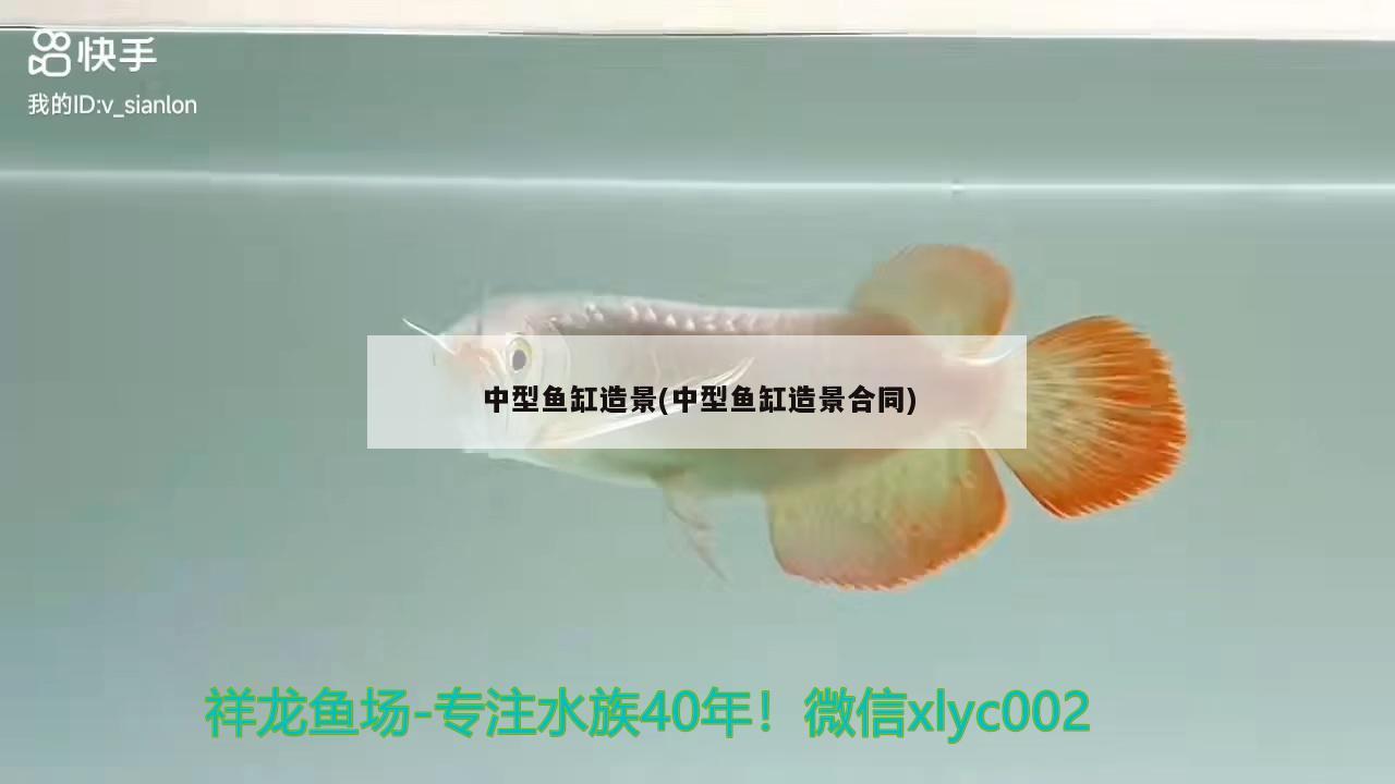 中型鱼缸造景(中型鱼缸造景合同) 玫瑰银版鱼