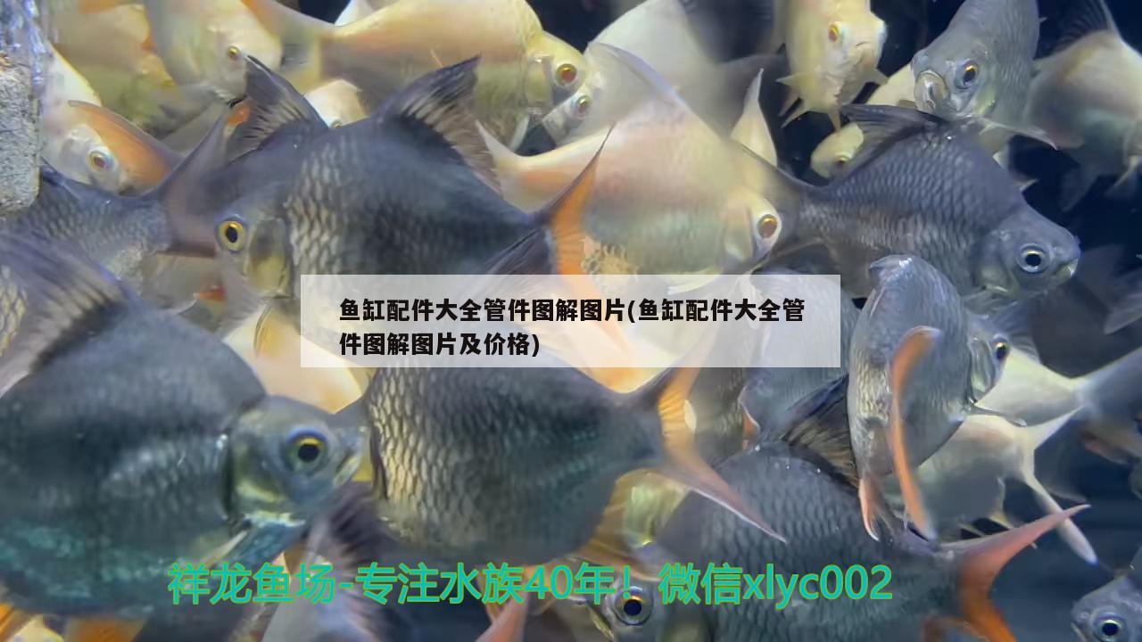 香港鱼缸排行榜前十名及牌子，香港鱼缸品牌排行前十名及牌有哪些？