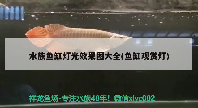 热带彩裙鱼繁殖管理，彩裙鱼的繁殖管理 暹罗巨鲤 第2张