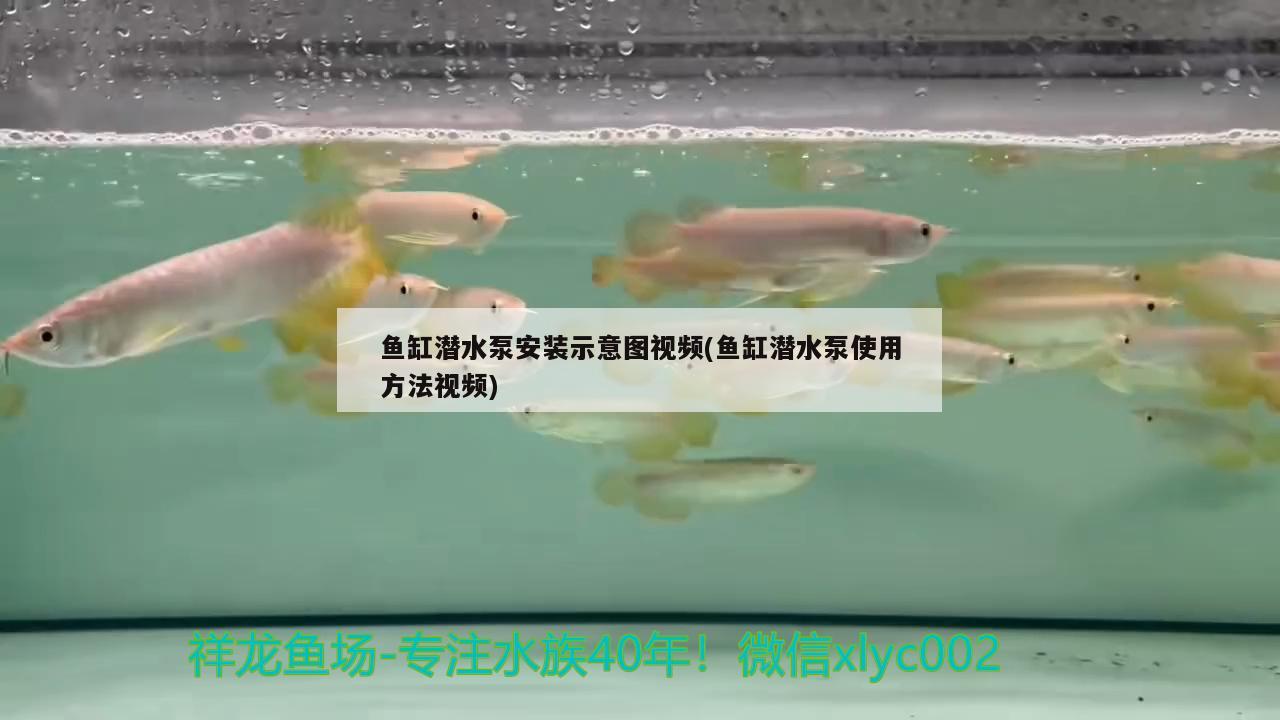 鱼缸潜水泵安装示意图视频(鱼缸潜水泵使用方法视频)