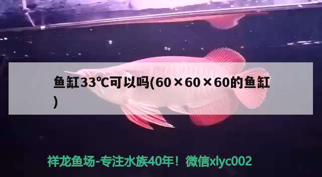 鱼缸33℃可以吗(60×60×60的鱼缸) 白子黑帝王魟鱼