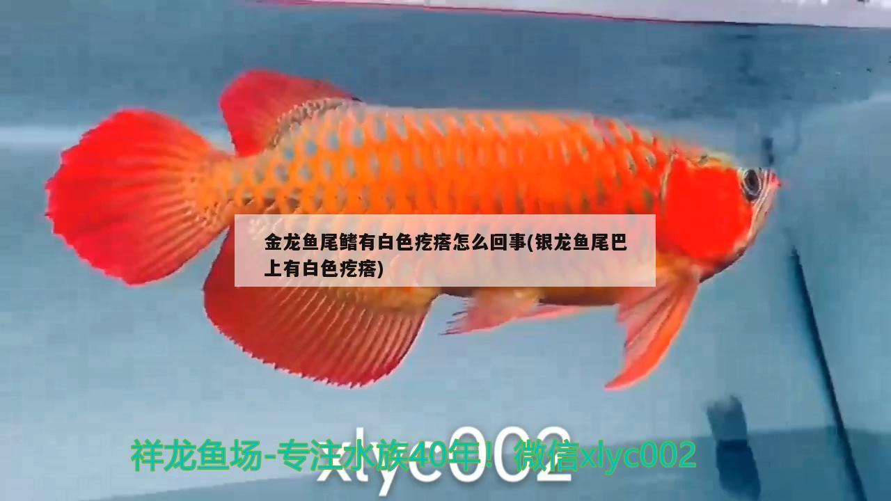 求解常见的风水鱼有哪些，红鹦鹉鱼的品种