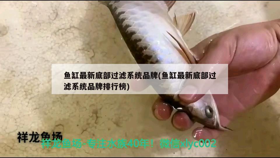 想请教一下广东江门的龙鱼价钱 白条过背金龙鱼 第1张