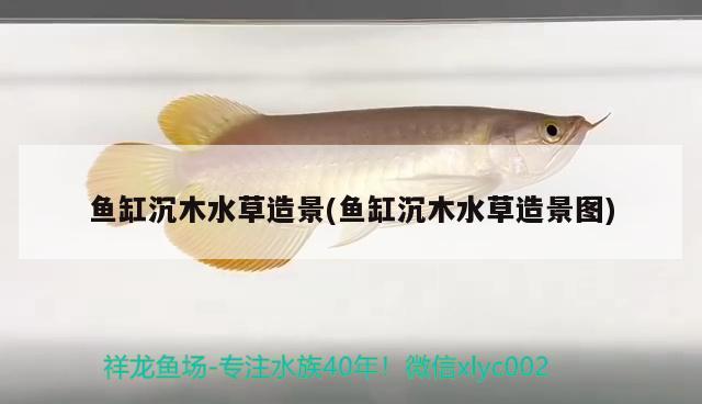 遵义观赏鱼:赤水河鱼种类 观赏鱼企业目录 第2张