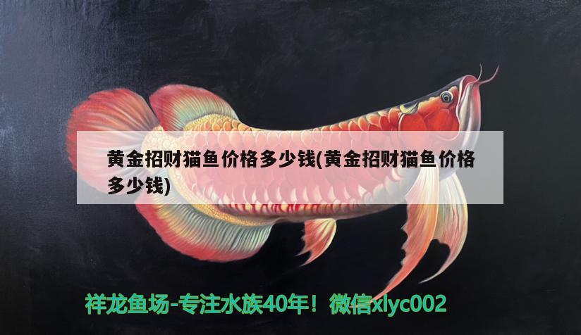 六安水族馆虎哥坨华仔 祥龙鱼场品牌产品 第2张