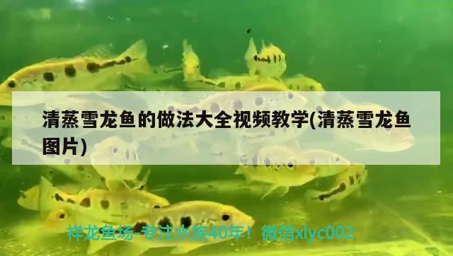 清蒸雪龙鱼的做法大全视频教学(清蒸雪龙鱼图片) 元宝凤凰鱼专用鱼粮