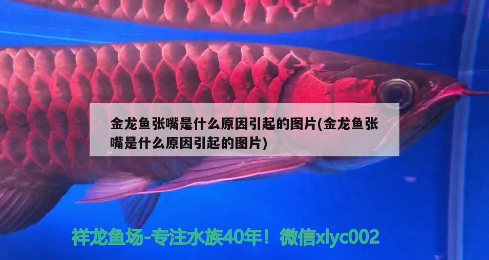 金龙鱼张嘴是什么原因引起的图片(金龙鱼张嘴是什么原因引起的图片) 白子银版鱼 第2张