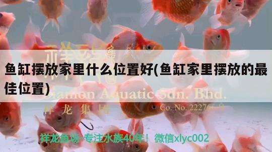 水桶diy鱼缸过滤器系统：自制小型鱼缸过滤桶 广州水族批发市场 第1张