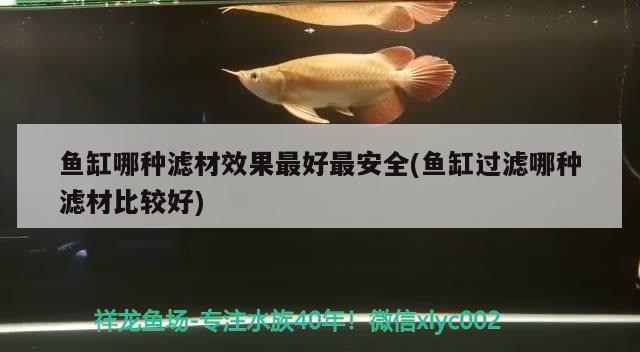 榆林观赏鱼市场红龙混养阶段更新 观赏鱼市场（混养鱼） 第3张